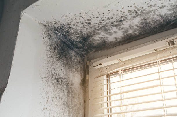 Trusted Black Mold Removal service in Henrico, NC - Cheap Mold Removal