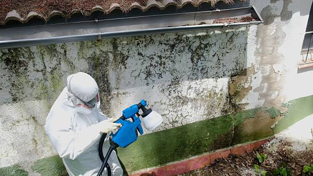 Trusted Basement Mold Remediation service in Henrico, NC - Cheap Mold Removal